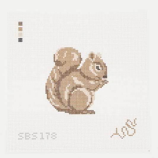 Baby Squirrel
