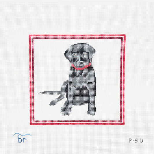 Black Labrador